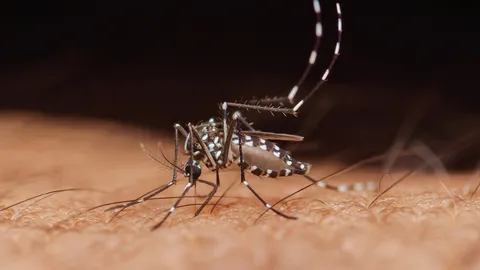 ไข้เลือดออก กับผู้ที่มีโรคประจำตัวเรื้อรัง