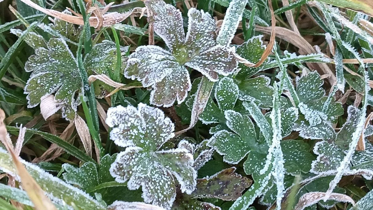 เชียงใหม่คึกคัก เช้านี้ยอดดอยอินทนนท์ อุณหภูมิ 4 องศาฯ เกิด "เหมยขาบ" อีกแล้ว