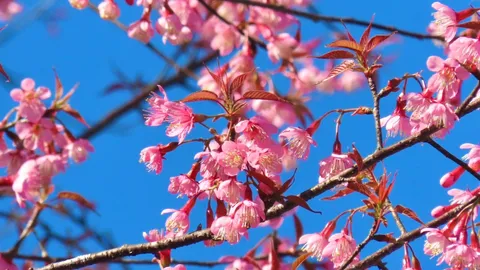 ซากุระเมืองไทย บนยอดภูเรือเริ่มทยอยบานแล้ว เช้านี้อากาศเย็น อุณหภูมิ 12 องศาฯ