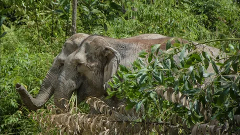 ศรีลังกาจับ 3 ผู้ต้องสงสัยเผาช้างป่าเป็น ๆ จนล้ม จุดกระแสโกรธแค้นในสังคม