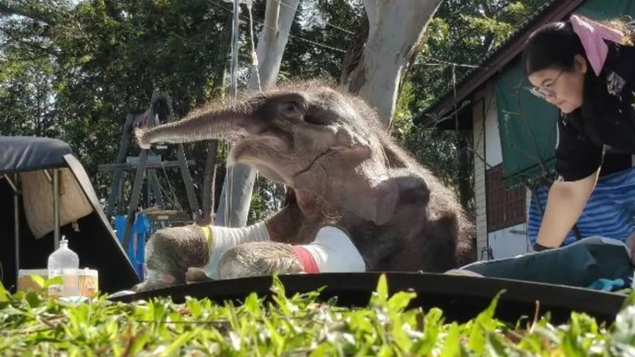 อัปเดตอาการ “น้องข้าวต้ม” ลูกช้างป่า อาการดีขึ้นเป็นลำดับ-ร่าเริงปกติ