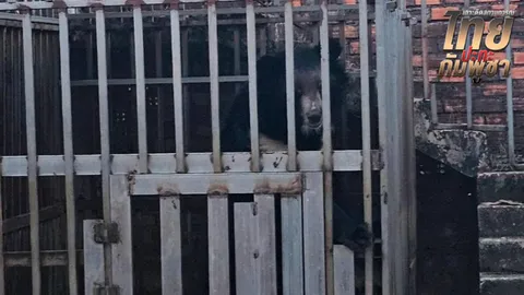 กรมอุทยานฯ มารับตัวสัตว์ป่า 5 ชีวิตแล้ว หลังพบถูกทิ้งอิดโรย คาบ่อนกาสิโนกัมพูชา