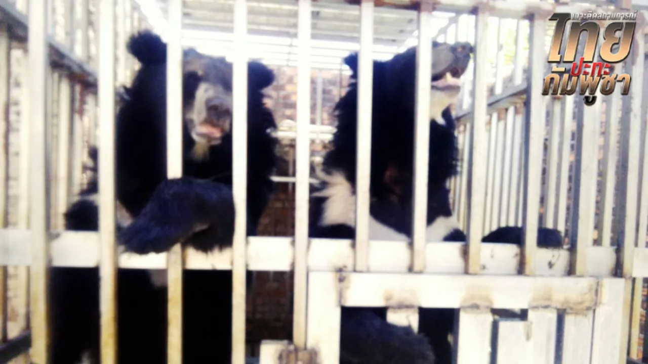 ตรวจค้นกาสิโนทมอดา พบสิงโต-หมี 5 ตัว ประสานอุทยานฯ รับตัว