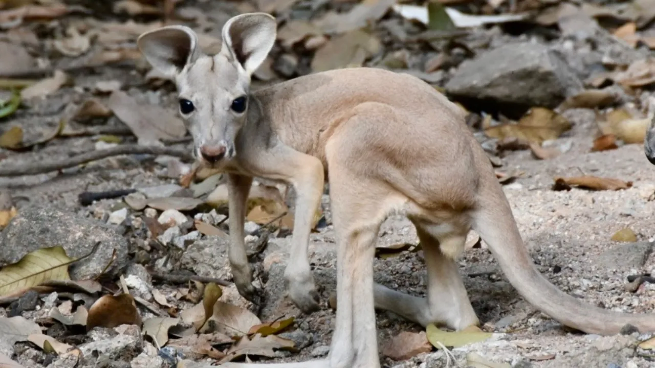 สวนสัตว์เปิดเขาเขียว เผยโฉมสมาชิกใหม่ "ลูกจิงโจ้แดง" เพิ่งโผล่จากกระเป๋าหน้าท้องแม่
