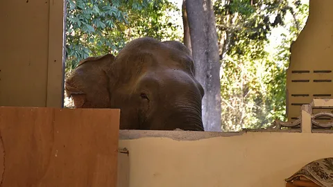 "ช้างป่า" บุกพังครัววัดพังยับ เจ้าอาวาสคาด โมโหเพราะรื้อหาของกินแล้วไม่เจอ