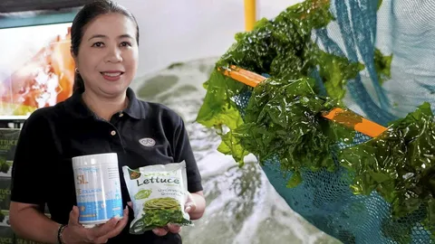 ตามรอย ร.9 สร้างอาชีพ สาหร่ายทะเลเพื่อสุขภาพ