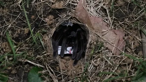 หวังปังรับปีใหม่ คอหวยทำพิธีเสี่ยงทายเลขเด็ด "พญาบึ้ง" ลุ้นโชคงวด 2/1/68