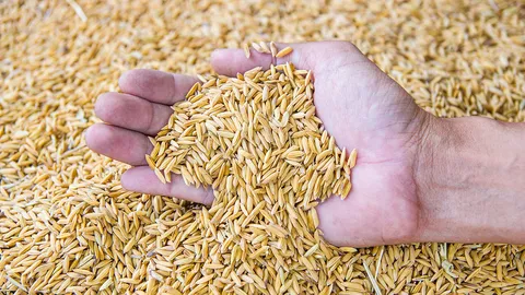 ส่งออกข้าวไทยปี 68 จ่อทะลุ 8 ล้านตัน พาณิชย์เบรกเป้าปี 69 รับมือบาทแข็ง-อินเดียทุบราคา