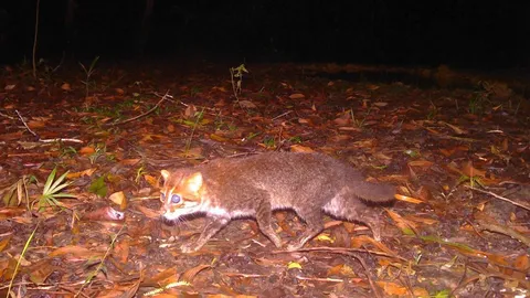 กรมอุทยานฯ พบการกลับมาของ “แมวป่าหัวแบน” ในป่าพรุโต๊ะแดง หลังหายไปนาน 30 ปี