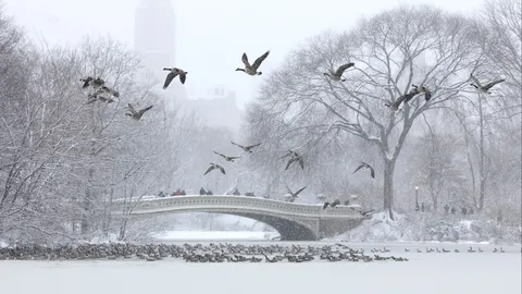 พายุหิมะถล่มนิวยอร์ก-นิวเจอร์ซีย์ เที่ยวบินดีเลย์-ยกเลิกนับพัน กระทบการเดินทางช่วงหลังคริสต์มาส