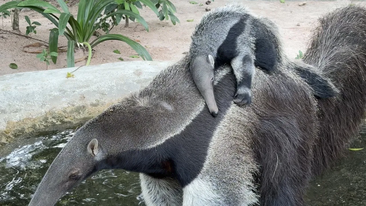 ได้ชื่อแล้ว "ก๊อปแก๊ป" ลูกตัวกินมดยักษ์ สมาชิกใหม่ของสวนสัตว์เปิดเขาเขียว