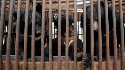 เกาหลีใต้ประกาศยุติฟาร์มเพาะเลี้ยงและสกัดน้ำดีหมีอย่างเป็นทางการ เริ่ม 1 ม.ค. นี้