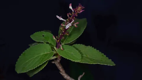 ค้นพบ "หูเสือใบขน" พรรณไม้หายากที่คาดว่าสูญพันธุ์ไปกว่า 130 ปี