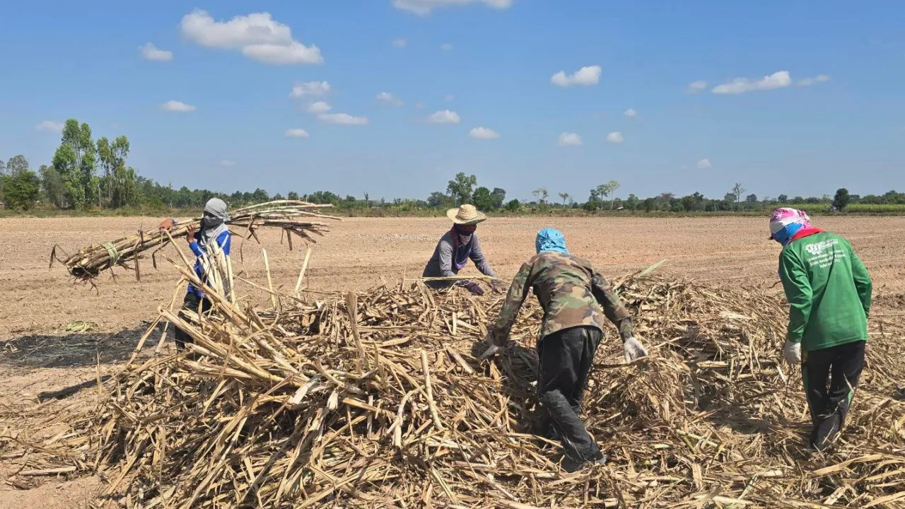 เกษตรกร จ.บุรีรัมย์ เร่งปลูกอ้อย หวั่นปะทะรอบ 3 เผยชีวิตลำบาก–อยู่กับความหวาดระแวง