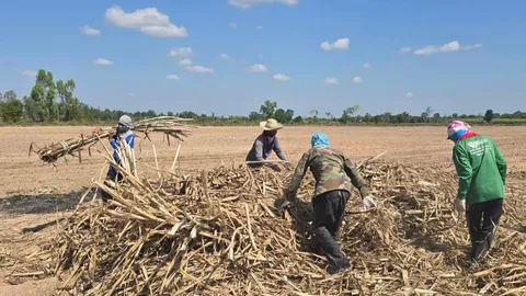 เกษตรกร จ.บุรีรัมย์ เร่งปลูกอ้อย หวั่นปะทะรอบ 3 เผยชีวิตลำบาก–อยู่กับความหวาดระแวง