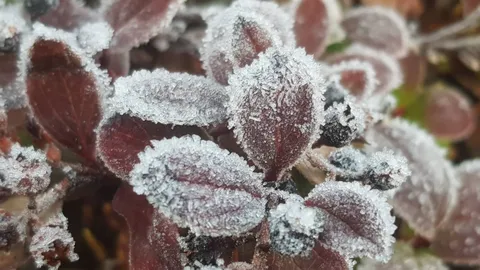 อากาศหนาว โปรหนาวชุดใหม่ ลดให้อีก 3-5 องศา เชียงใหม่ลุ้นทำสถิติอุณหภูมิต่ำสุด