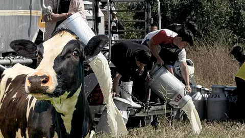 วังวนวิกฤตโคนมไทย ต้นทุนผันผวน ทางตันเกษตรกร ขายน้ำนมดิบ