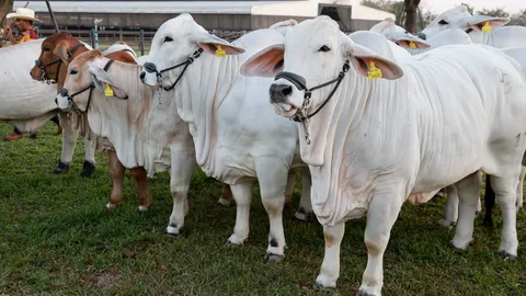 งานประกวดโคเนื้อ “คลองขลุง บราห์มัน โชว์เคส 2026” ครั้งที่ 1 ชิงถ้วยพระราชทาน