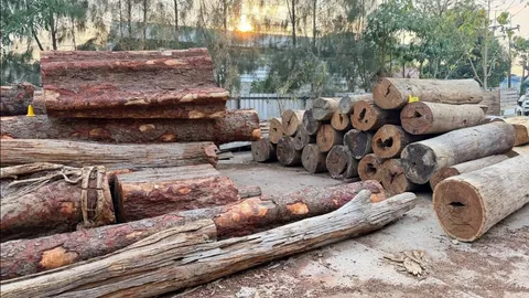 “วิโรจน์” แฉสายปริศนาอ้างชื่อ “จอมวันทา” ต่อสายขู่ DSI จับไม้เถื่อนโยงทุนจีนเทา