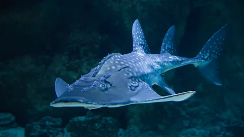 รู้จัก "ปลาโรนิน" คือ ปลาอะไร กินได้ไหม ทำไมถึงใกล้สูญพันธุ์