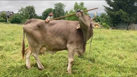 สุดทึ่ง วัวแสนฉลาด ใช้แปรงเกาหลังด้วยตัวเอง นักวิจัยชี้โคฉลาดกว่าที่คิด