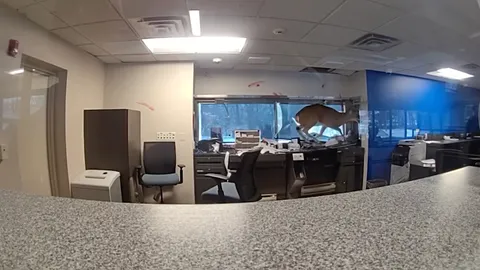 แตกตื่นทั้งธนาคาร! กวางป่าพุ่งชนกระจก บุกอาคารกลางเมืองสหรัฐฯ