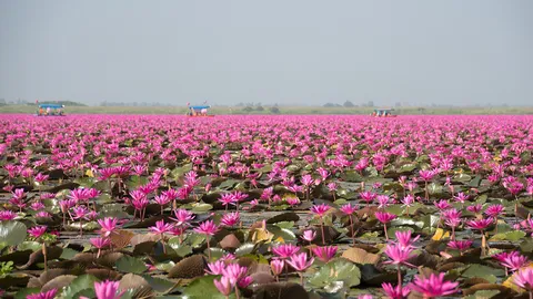 "ทะเลบัวแดง" คึกคักเที่ยวตามรอย "ลิซ่า" กระทรวงการท่องเที่ยวฯ จัดทัพคุมเข้มความปลอดภัย