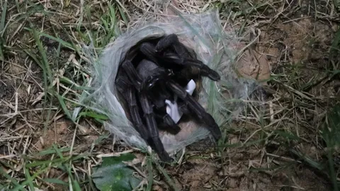 ส่องเลขเสี่ยงทาย “พญาบึ้ง” อ่างทอง คอหวยอธิษฐานลุ้นโชคงวด 1/2/69