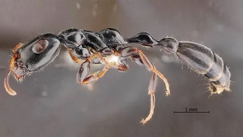 ฮือฮา ค้นพบ "มดตะนอยเทพรัตน์" มดชนิดใหม่ของโลก พบเฉพาะสวนยางพาราภาคใต้