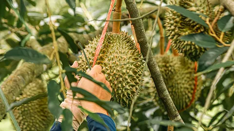 หวั่นขาดแคลนแรงงานเก็บทุเรียน ตั้งเป้าปี 69 ราคาขายไม่ต่ำกว่า กก.ละ 100