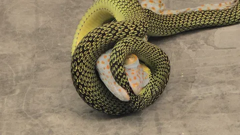 คอหวยลุ้นข้างสนาม ศึก “ตุ๊กแก” ปะทะ “งูเขียว” วิเคราะห์เลขเด็ดงวด 1/2/69