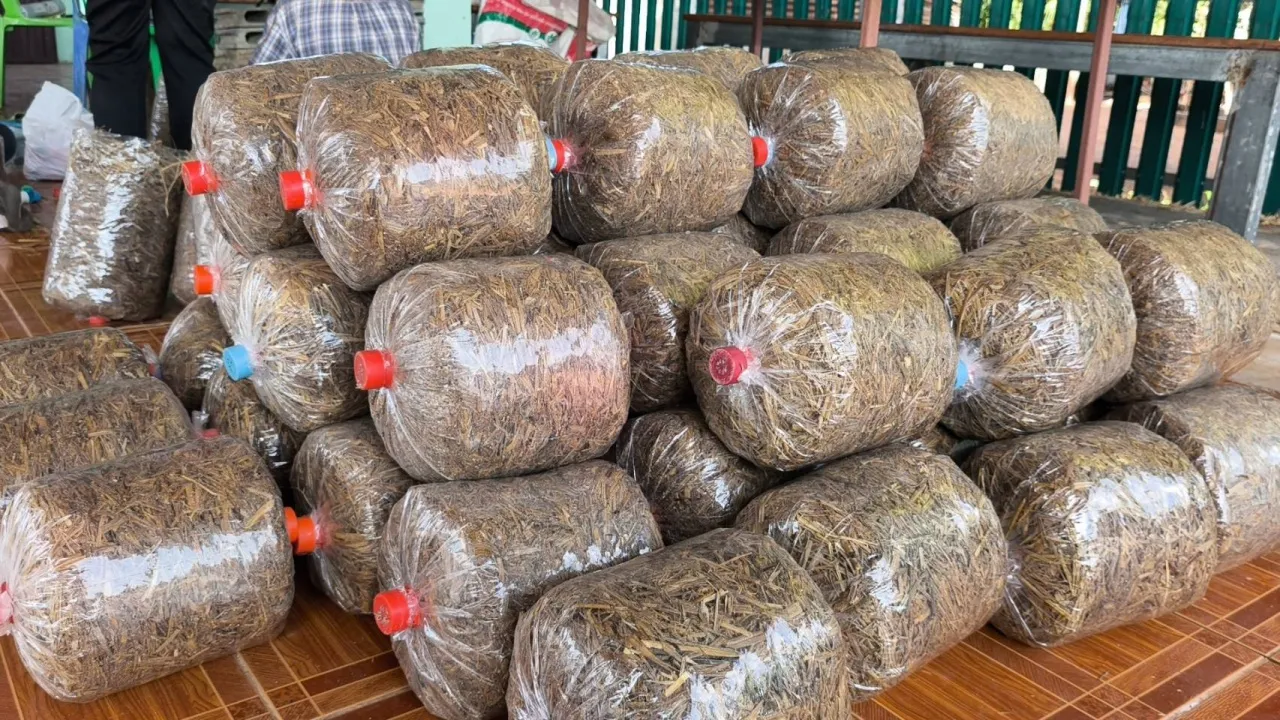 ชาวพิมาย จับกลุ่มทำ "ก้อนเพาะเห็ด" จากฟางข้าวขาย รายได้ดี แตะวันละ 2,000 บาท