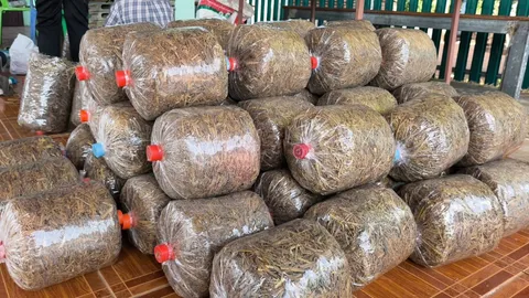 ชาวพิมาย จับกลุ่มทำ "ก้อนเพาะเห็ด" จากฟางข้าวขาย รายได้ดี แตะวันละ 2,000 บาท