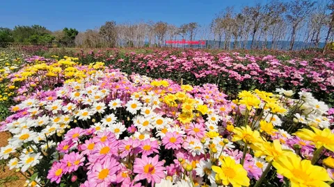 วังน้ำเขียวจัดใหญ่ เทศกาล "เบญจมาศบานในม่านหมอก" ต้อนรับวาเลนไทน์ ส่งท้ายไฮซีซั่น