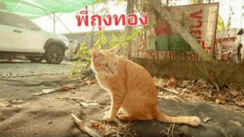 ตามหา “ถุงทอง” แมวส้มขี้อ้อน เจ้าของตั้งรางวัล 50,000 ให้คนที่ส่งคืน