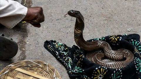 อินเดียกลุ้ม งูกัดคนตายปีละ 50,000 ศพ เร่งหามาตรการรับมือ