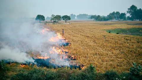 ย้ำ "ห้ามเผาพื้นที่เกษตร" ถึง 31 มี.ค. 69 ฝ่าฝืนถูกตัดสิทธิเข้าโครงการช่วยเหลือ 2 ปี