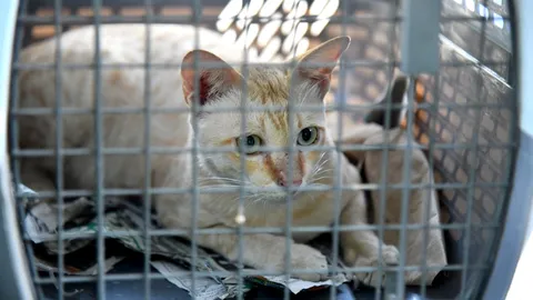 กทม. พบ "น้องแมว" สวนลุมพินี ป่วยติดเชื้อรากินเนื้อ ล่าสุดส่งรักษาครบทุกตัวแล้ว