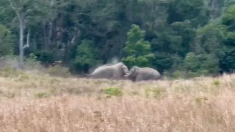 ช้างชนช้าง พลายด้วนปะทะพลายตะแบกน้อย ช้างป่าเขาใหญ่ สู้กันจนงาหัก (คลิป)