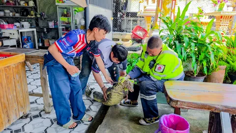"ตัวเงินตัวทอง" ออกจากป่าปุ๊บหิวปั๊บ บุกเข้าร้านตามสั่ง สุดท้ายโดนจับกลับที่เดิม