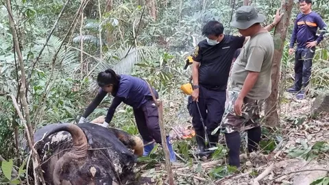 พบซาก "กระทิง" กลางป่า จ.นครนายก คาดต่อสู้ชิงตำแหน่งจ่าฝูง จนพลัดตกเขาดับ