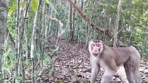 กล้องดักถ่ายสัตว์ป่า จับภาพบรรดาสัตว์ป่าออกหากิน ในเขตรักษาพันธุ์สัตว์ป่ากะทูน