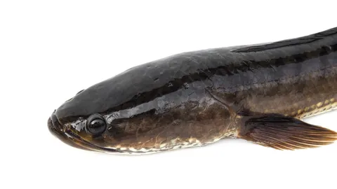 ทำนายฝันว่าได้จับปลาช่อนตัวใหญ่ ความหมาย เลขเด็ด สื่อถึงเรื่องดีหรือร้าย 