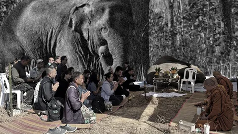 เปิดอีกมุม "สีดอหูพับ" ปมเข้าใจคลาดเคลื่อน สาเหตุตายอย่าเพิ่งด่วนสรุป 