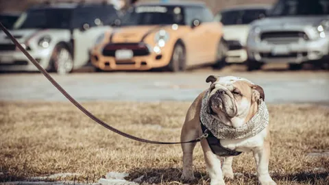 ประวัติความเป็นมาของหมาบูลด็อกและรถ MINI ในวันแห่งความรัก