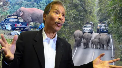 ป่าหายช้างล้นคนตาย วงจรขัดแย้งที่ยังไม่จบ