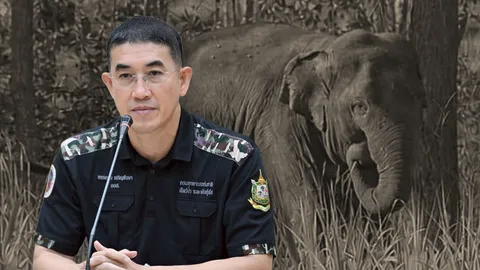 กรมอุทยานฯ แจงปมเคลื่อนย้าย “สีดอหูพับ” แจงยิบไทม์ไลน์ ฉีดยาซึม 9 ทีมเคลื่อนย้าย