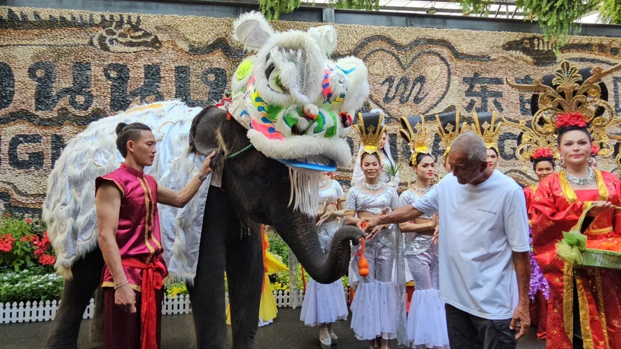 "ตรุษจีน 2569" สวนนงนุชพัทยา จัดขบวนช้างแสนรู้ เชิดสิงโตสุดยิ่งใหญ่ รับนักท่องเที่ยว