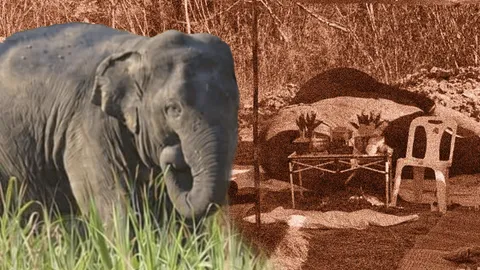 "วอชด็อก" ตั้งข้อสังเกต “หูพับ” ตายจากผิดสุขลักษณะวางยาสลบ