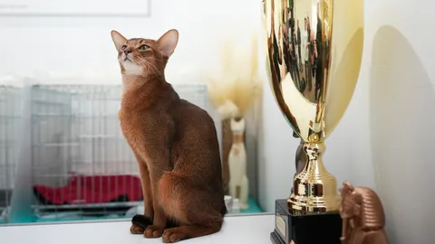 เผยโฉม "แมวที่ดีที่สุดในโลก 2025" จากมอสโก คว้ารางวัลจากเวทีนานาชาติกว่า 40 รายการ